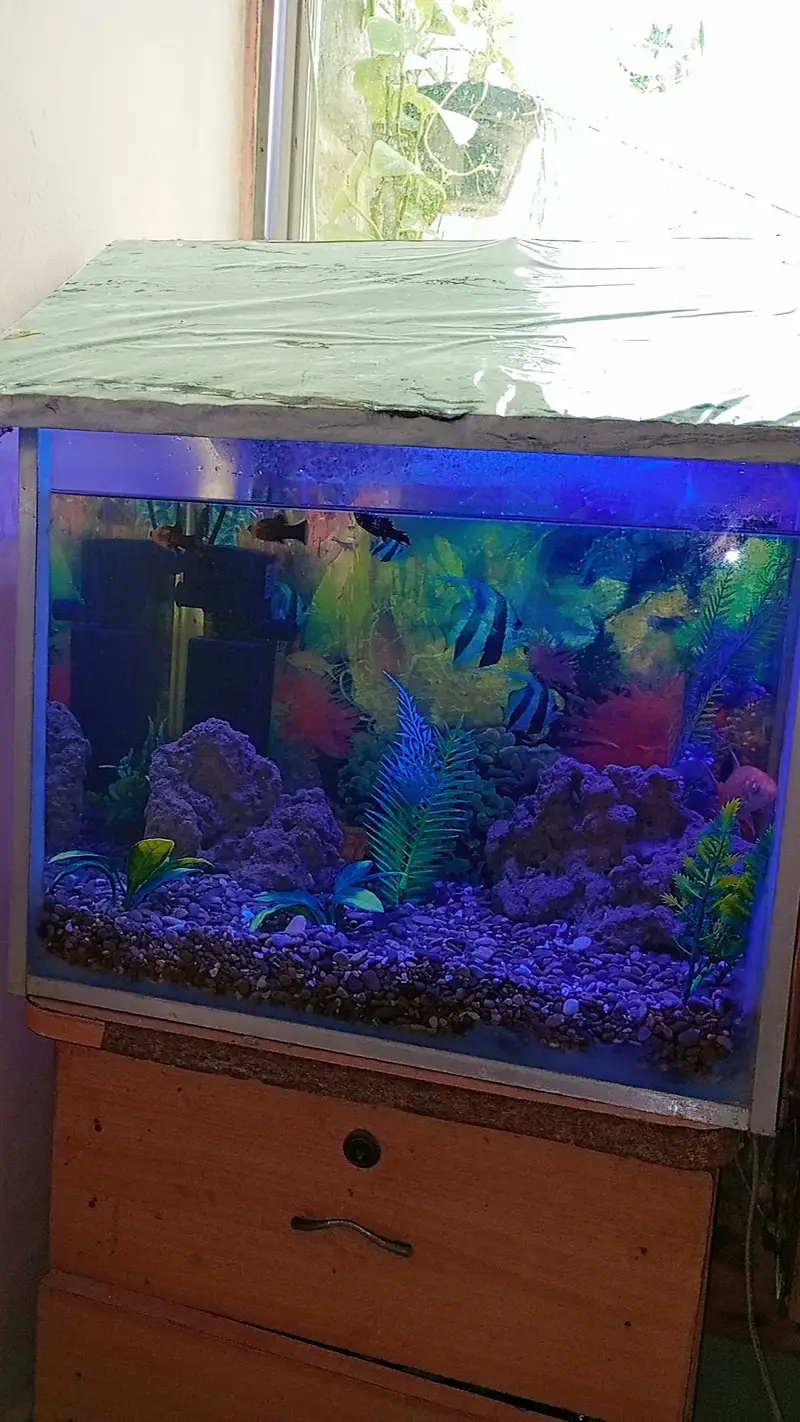Fish aquarium with fish — photo 2