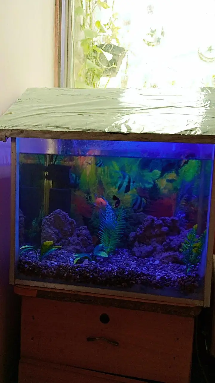 Fish aquarium with fish — photo 3