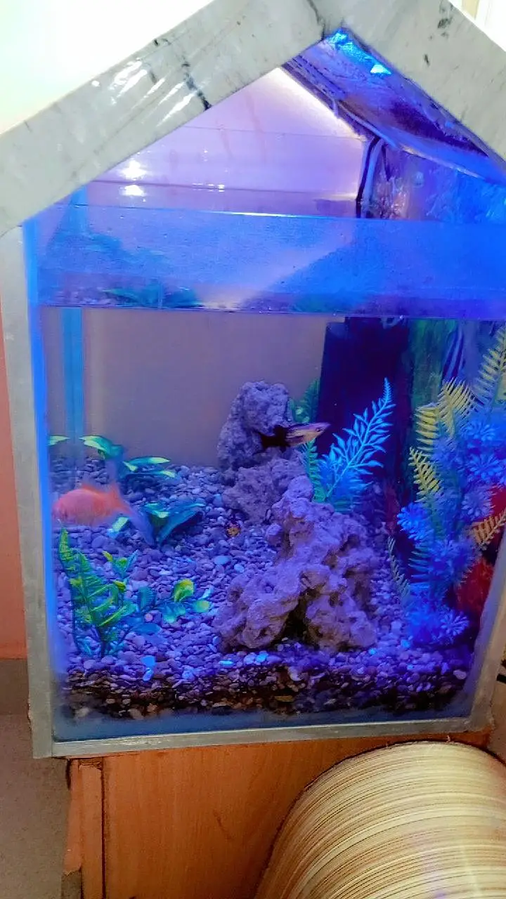Fish aquarium with fish — photo 4