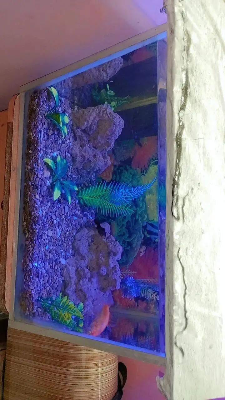 Fish aquarium with fish — photo 5