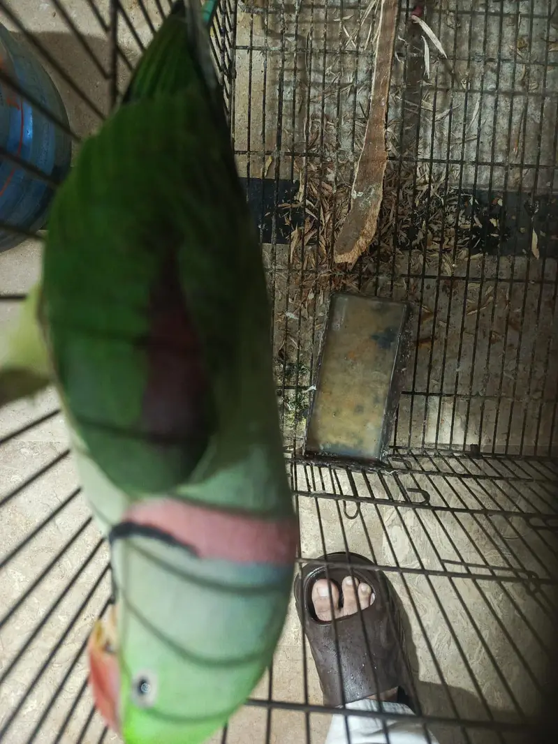 Raw male for breeed — photo 6