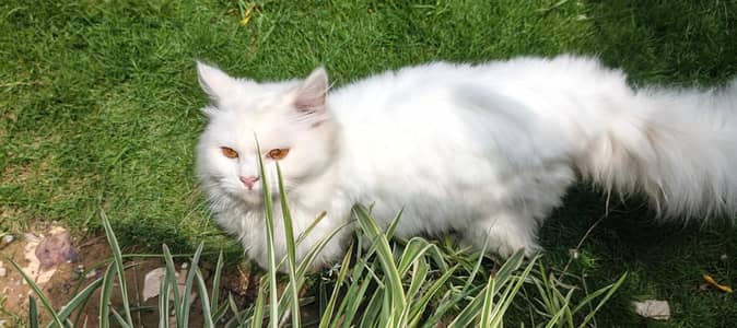 perisian snow white female Available