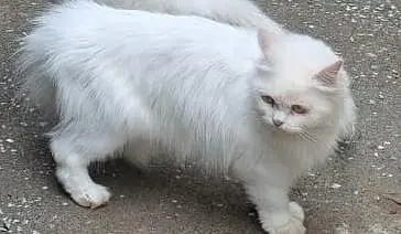perisian snow white female Available — photo 2