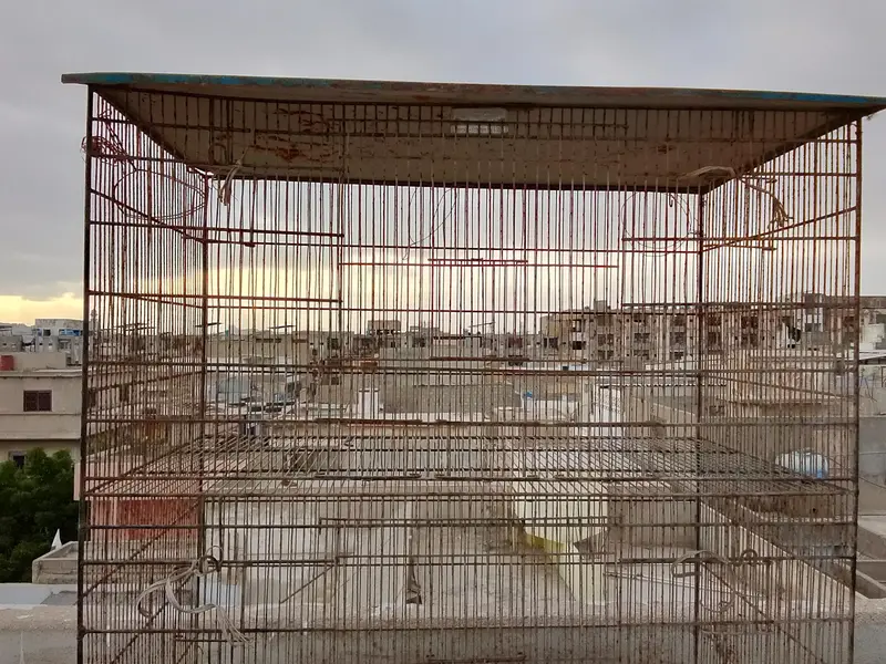 Bara Iron Bird Cage For Sale  — photo 3
