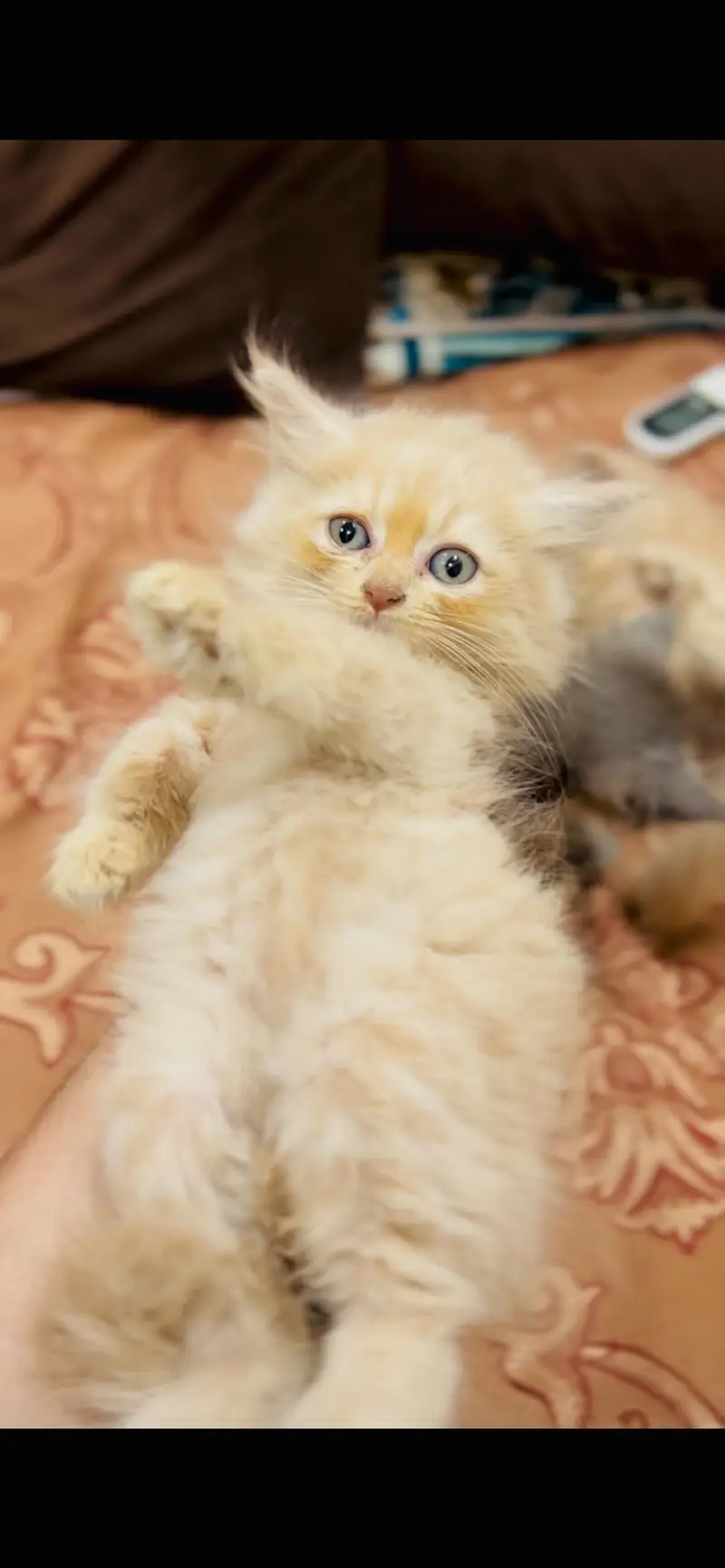 Persian kitten in reasonable prices — photo 2