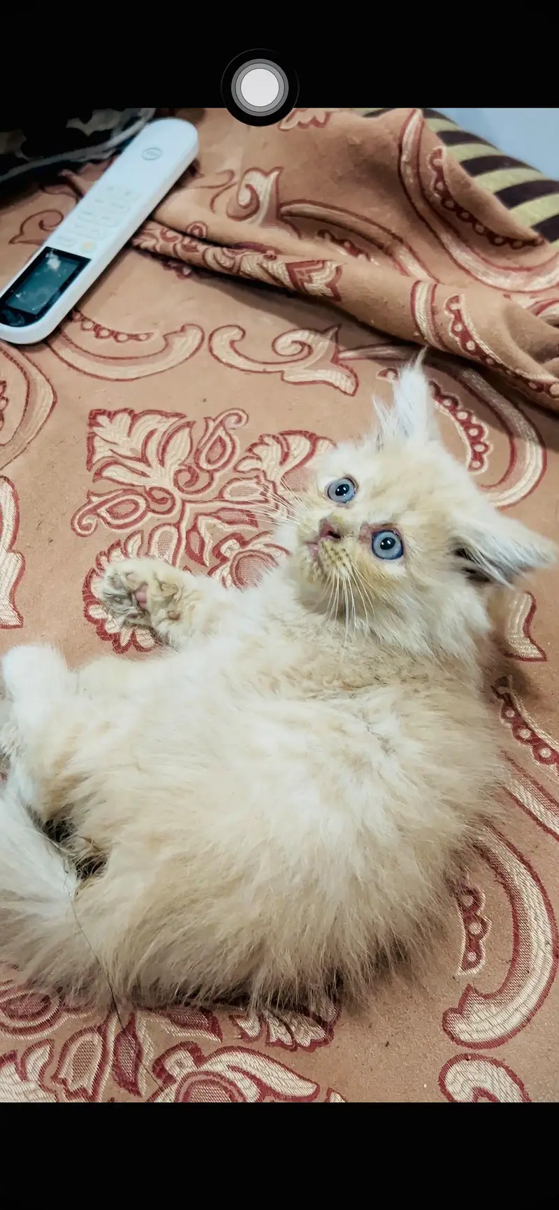 Persian kitten in reasonable prices — photo 3