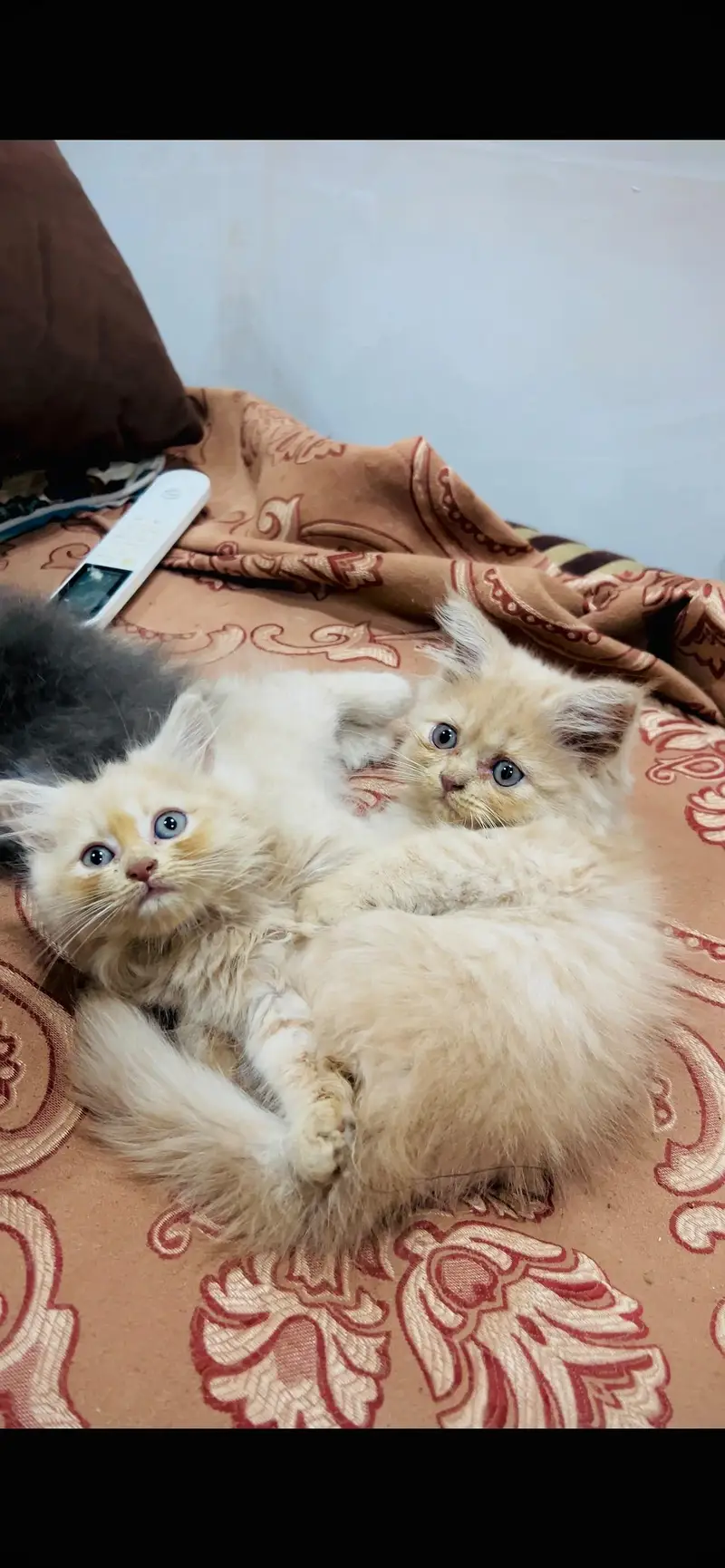 Persian kitten in reasonable prices — photo 4