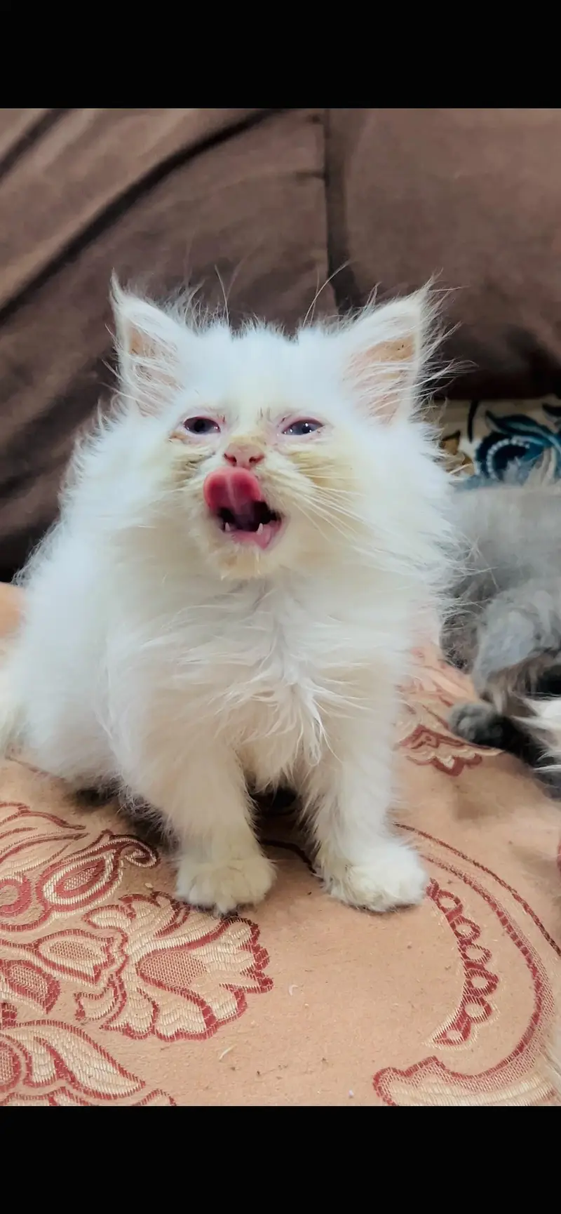 Persian kitten in reasonable prices — photo 5