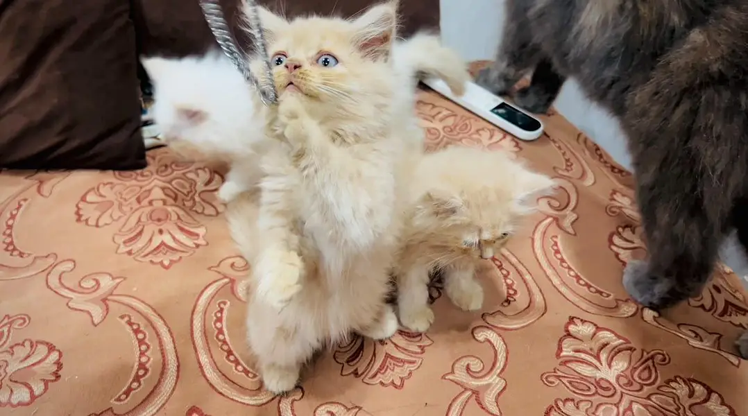 Persian kitten in reasonable prices — photo 7