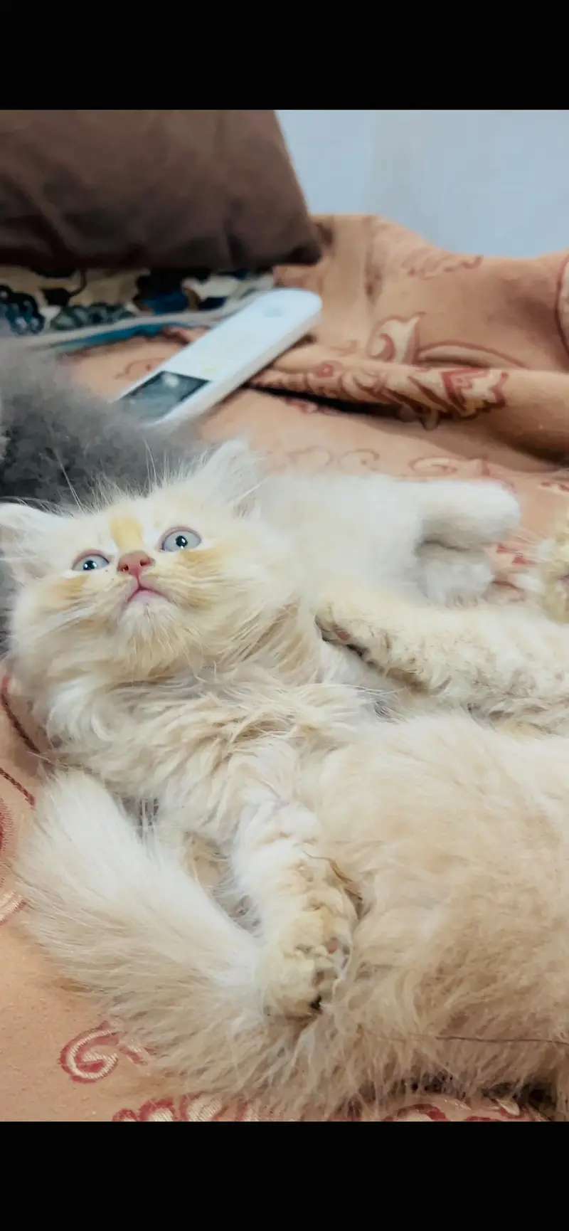 Persian kitten in reasonable prices — photo 8