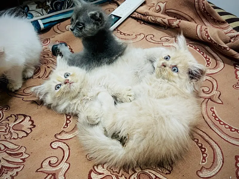 Persian kitten in reasonable prices — photo 9