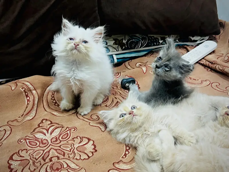 Persian kitten in reasonable prices — photo 10