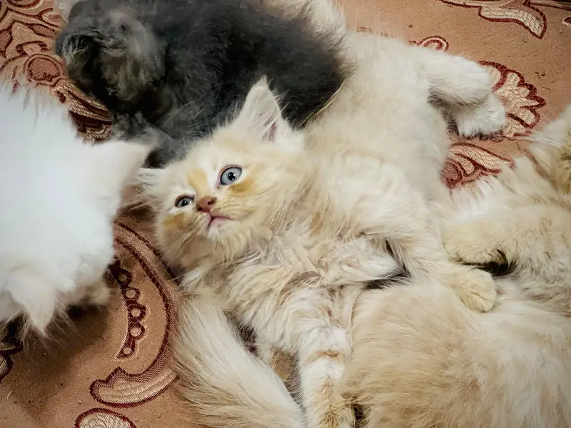 Persian kitten in reasonable prices — photo 11