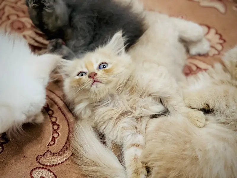 Persian kitten in reasonable prices — photo 12