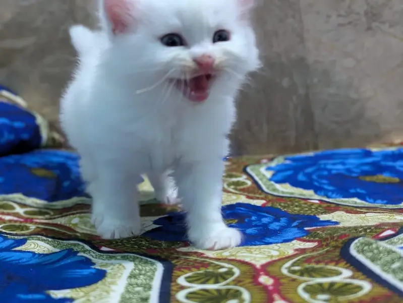 Persian panch face cat and kitten ariant for sale — photo 2
