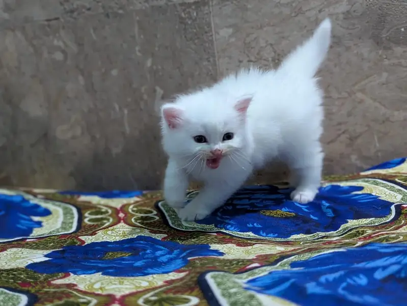 Persian panch face cat and kitten ariant for sale — photo 3