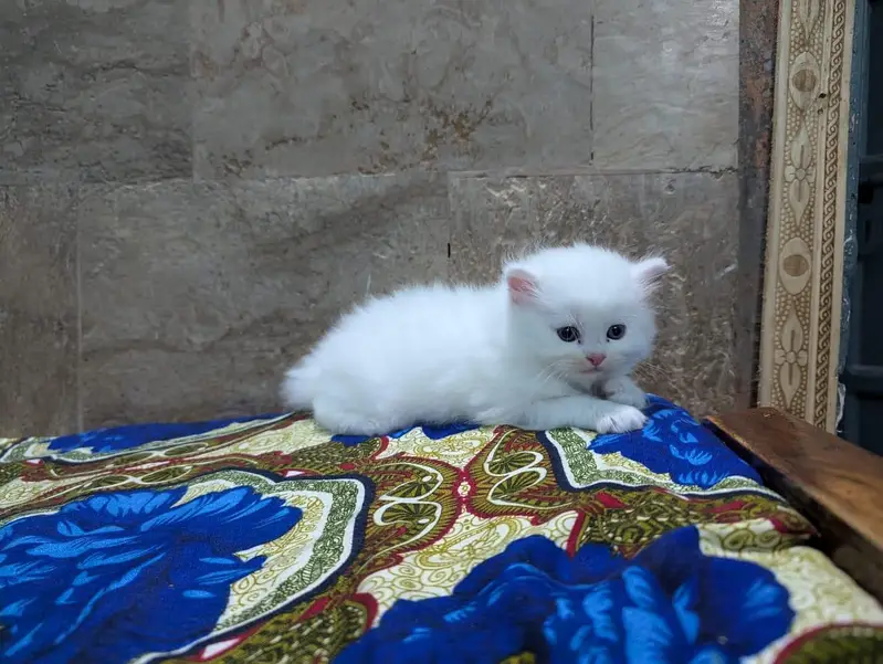 Persian panch face cat and kitten ariant for sale — photo 4