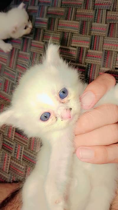 Persian cats for sale