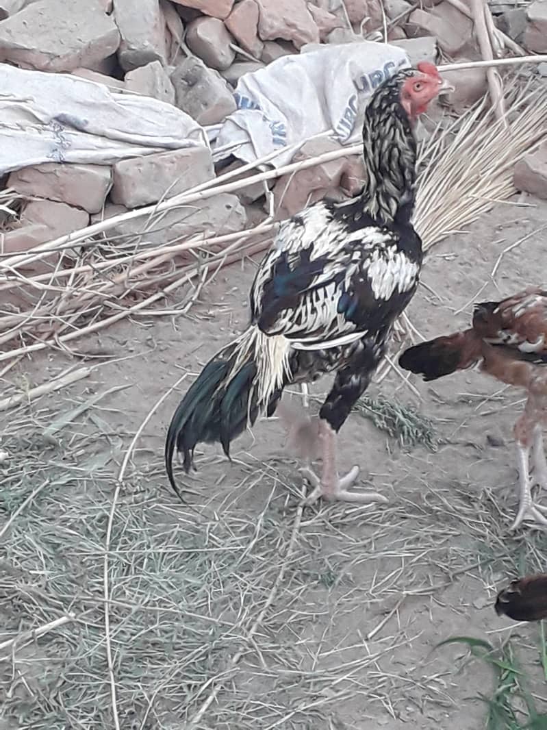 میرے پاس ایک خوبصورت اور مضبوط اصیل لا کھا مرغا برائے فروخت ہے۔ 0