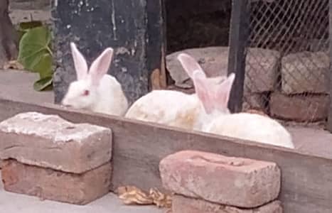 Red eyes rabbits 2 male and 1 female