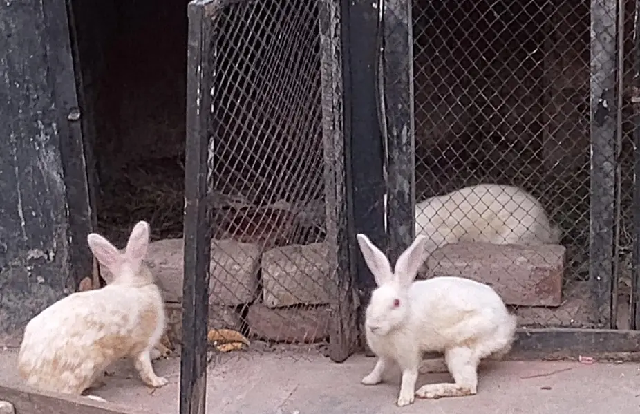 Red eyes rabbits 2 male and 1 female — photo 2