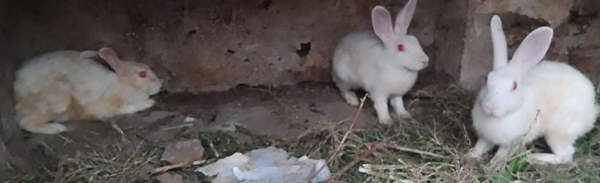 Red eyes rabbits 2 male and 1 female — photo 3