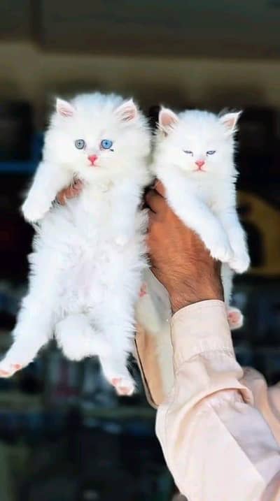 Persian panch face cat and kitten ariant for sale