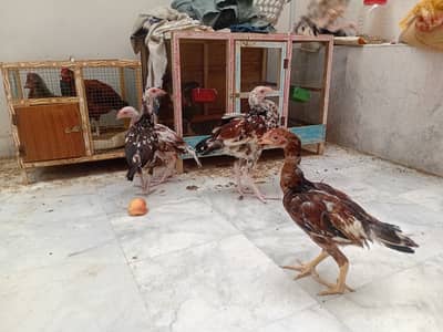 Chicks aseel for sale