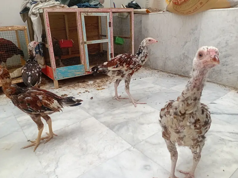 Chicks aseel for sale — photo 2