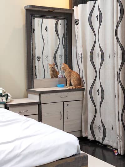 Giving Away a Gentle and Playful House Cat Due to Allergies