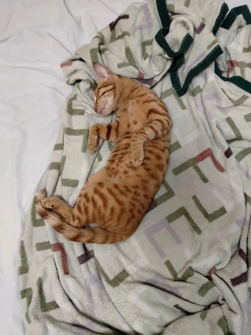 Giving Away a Gentle and Playful House Cat Due to Allergies — photo 2