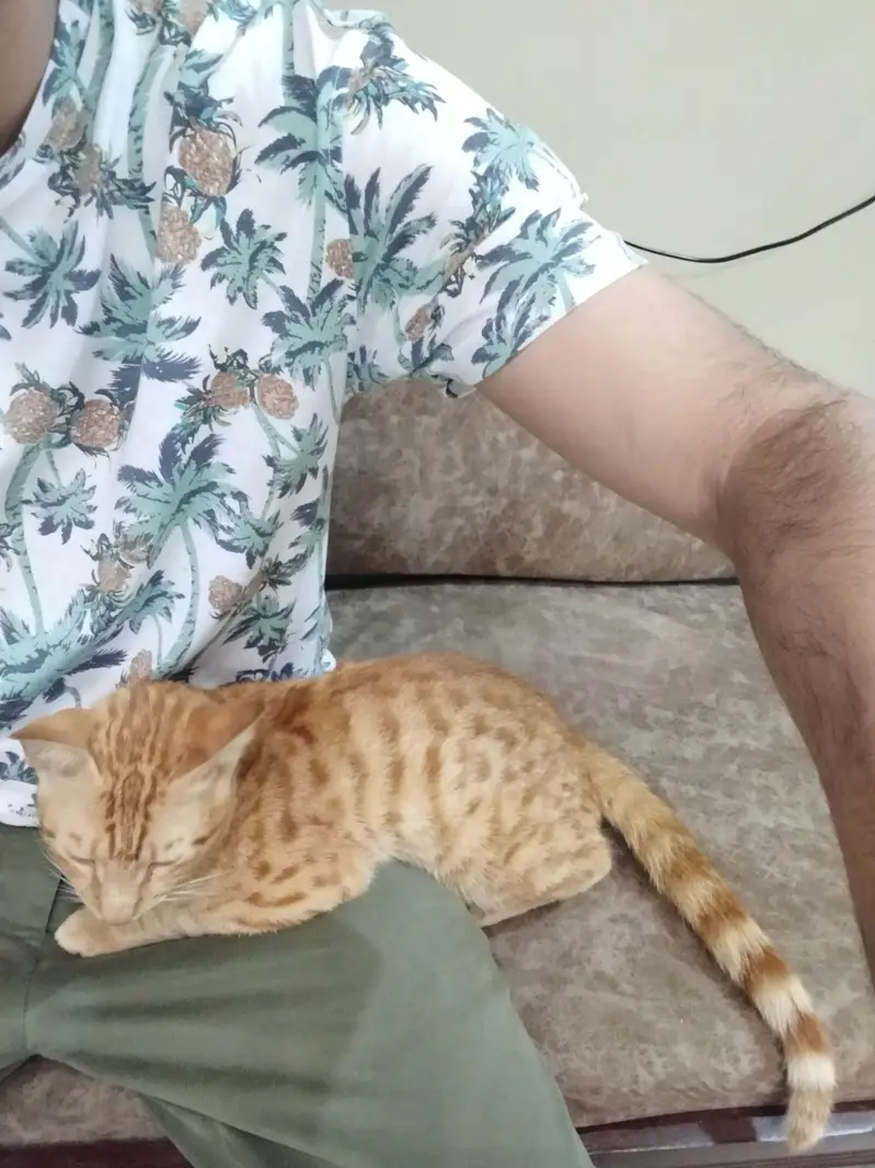 Giving Away a Gentle and Playful House Cat Due to Allergies — photo 3