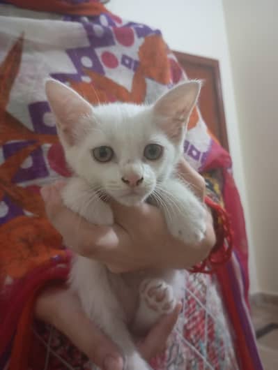 Semi Persian kittens for sale