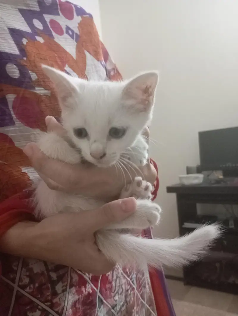 Semi Persian kittens for sale — photo 2