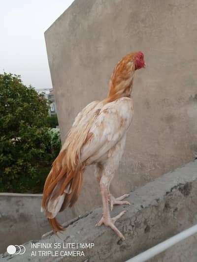Aseel sontol breed patha for sale