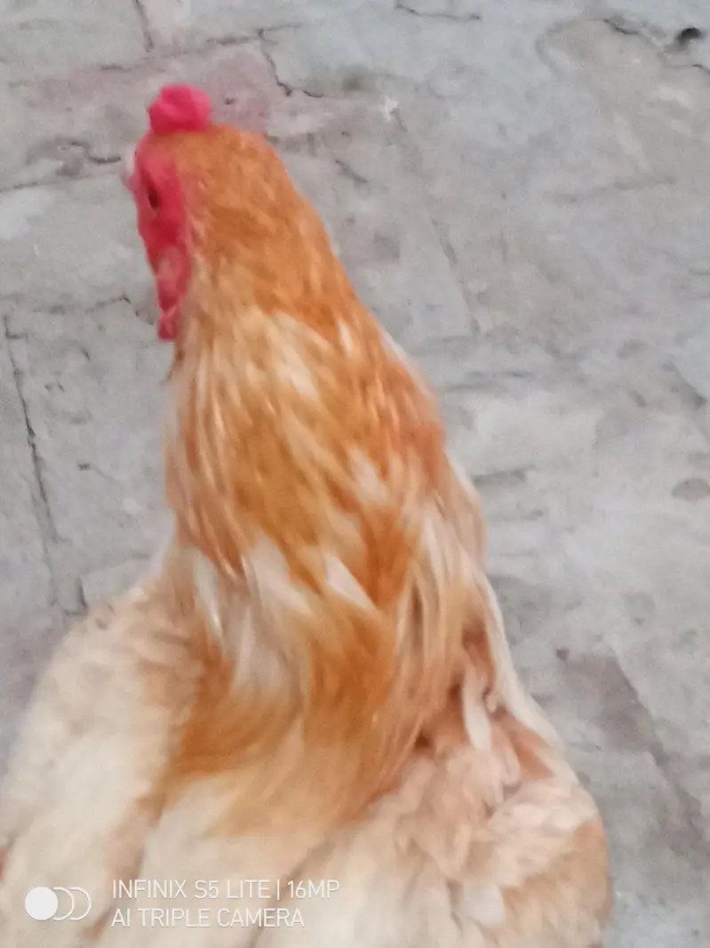 Aseel sontol breed patha for sale — photo 3