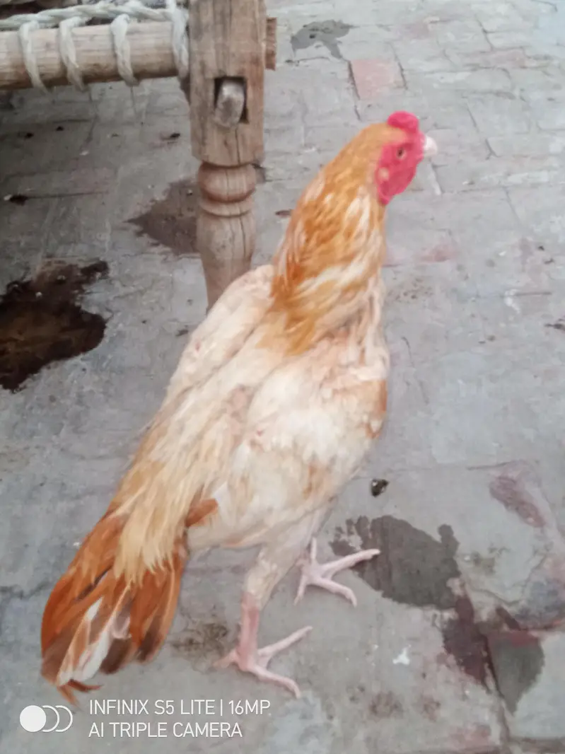Aseel sontol breed patha for sale — photo 4