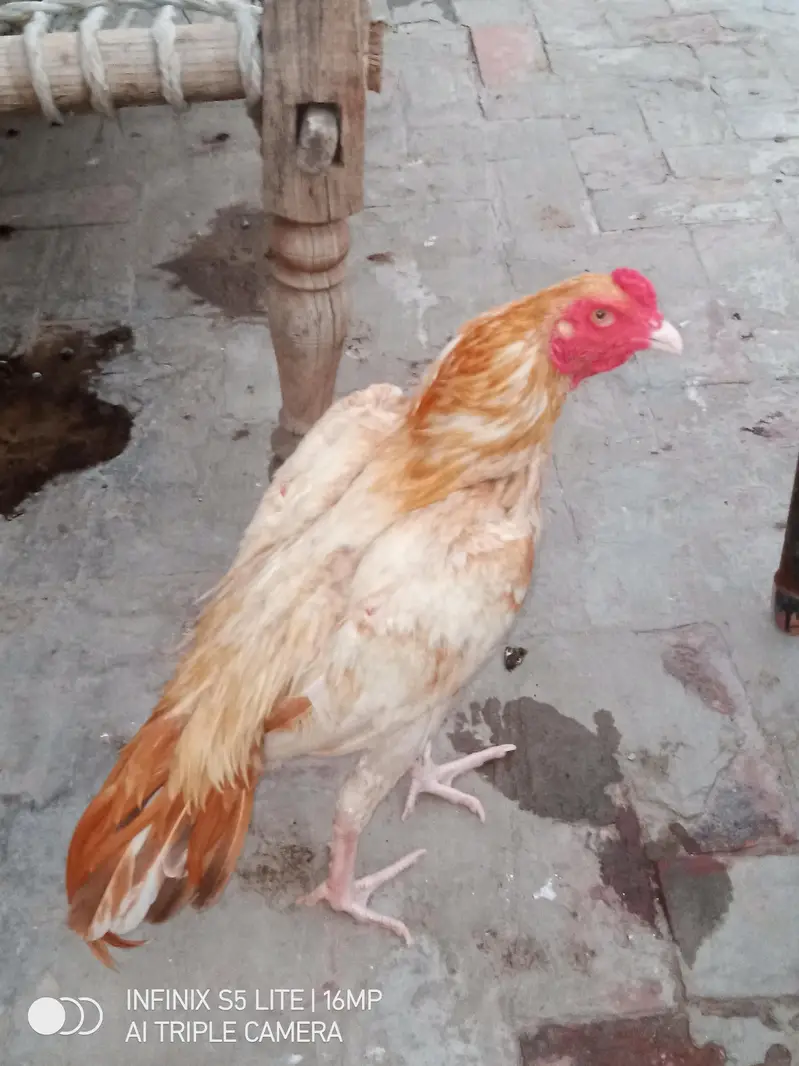 Aseel sontol breed patha for sale — photo 5