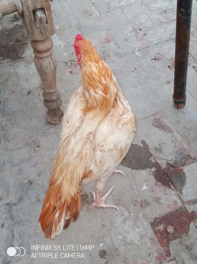 Aseel sontol breed patha for sale — photo 6