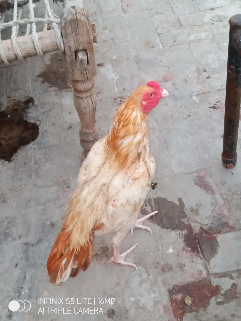 Aseel sontol breed patha for sale — photo 7