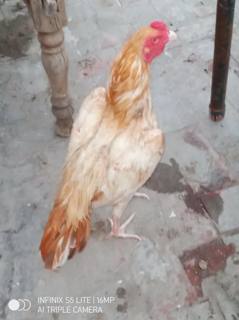 Aseel sontol breed patha for sale — photo 8