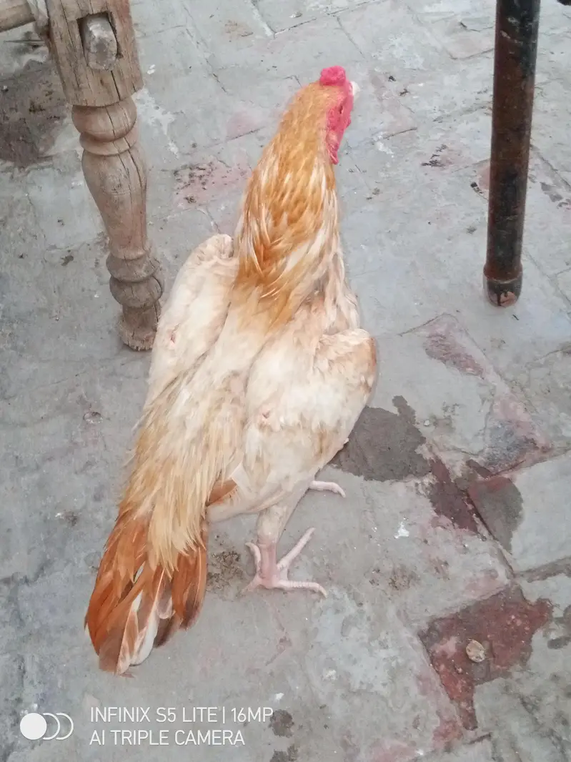 Aseel sontol breed patha for sale — photo 9