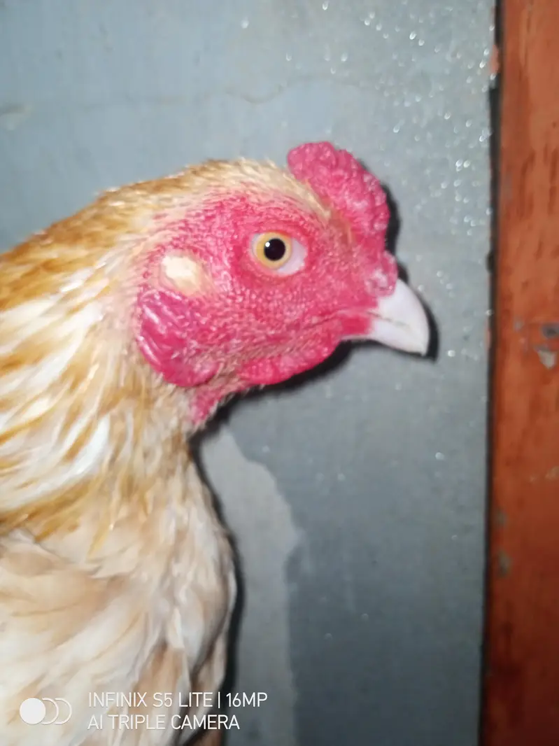 Aseel sontol breed patha for sale — photo 10