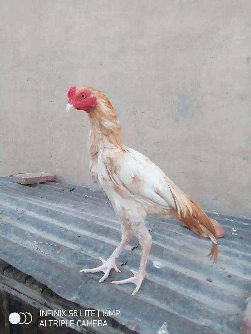 Aseel sontol breed patha for sale — photo 12
