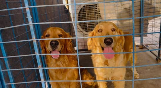 Male Golden brown Golden Retriever dog