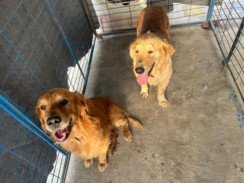 Male Golden brown Golden Retriever dog — photo 3