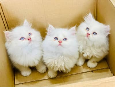 Persian panch face cat and kitten ariant for sale