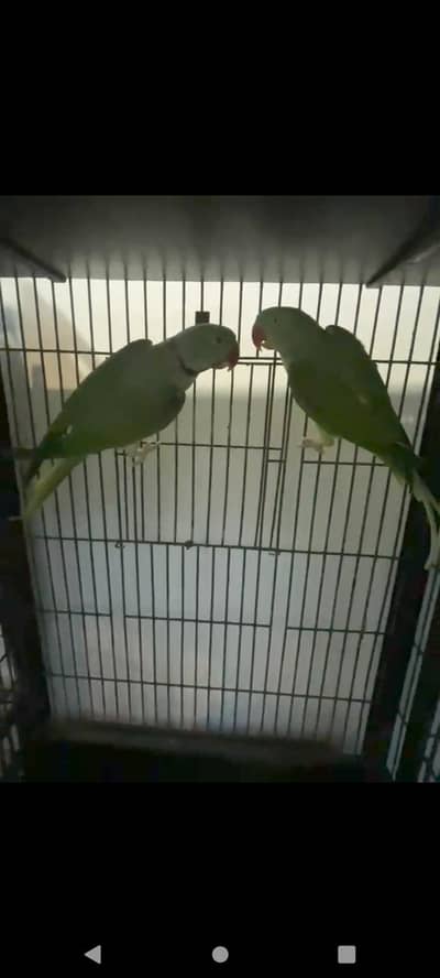 breeder pair