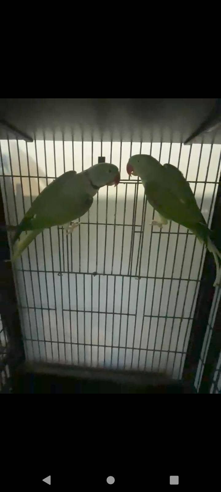 breeder pair 0