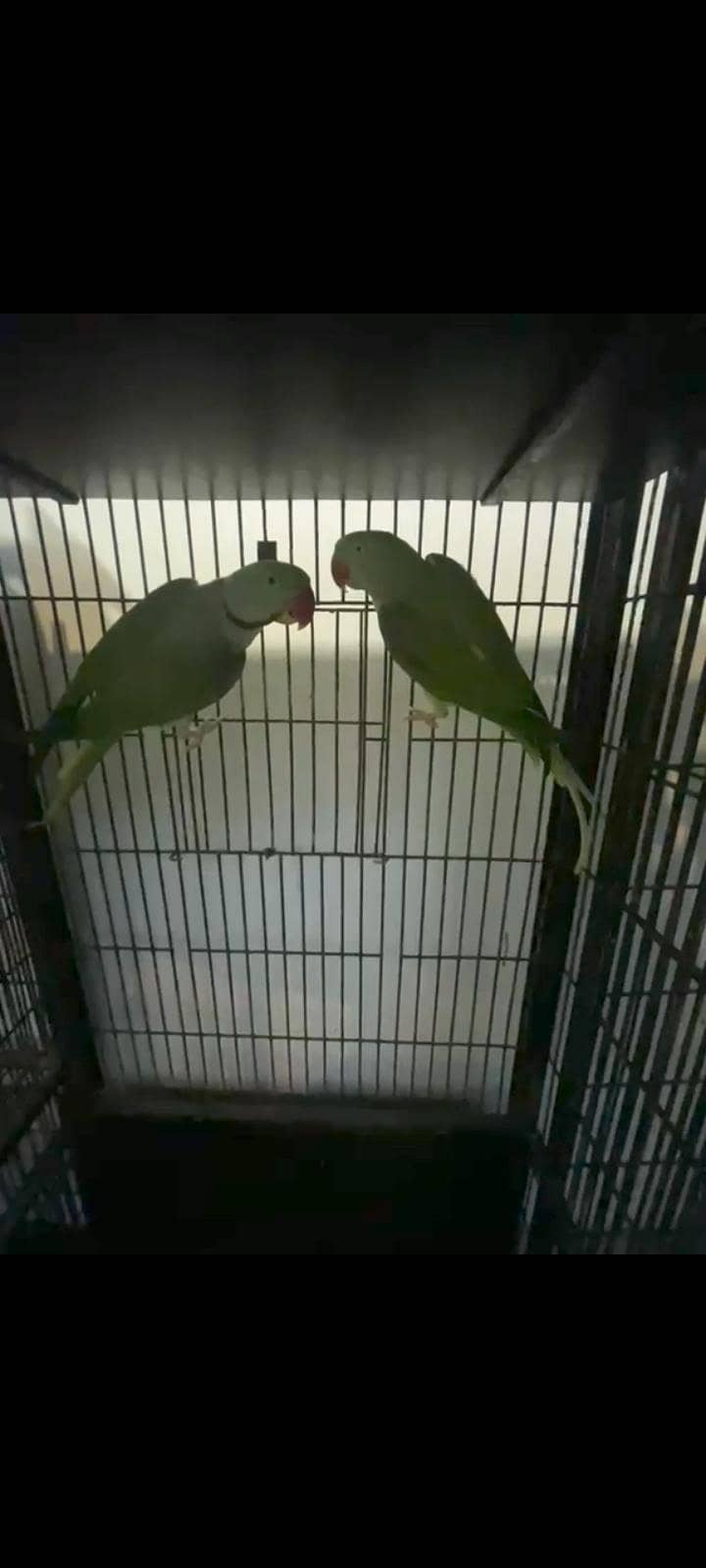 breeder pair 1